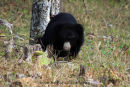 Sloth Bear