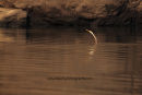Snake Bird...