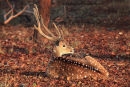 Spotted Deer Stag