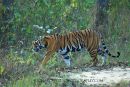 Tigress