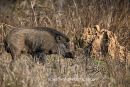 Wild Boar and Termite Mound