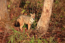 Jackal