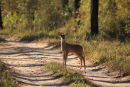 Spotted Deer Fawn