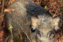 Wild Boar Close Up
