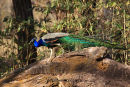 Peacock Strut