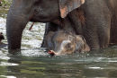 Baby Elephant...Satpura