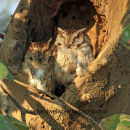 Collared Scops Owls