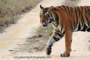 Tigress Close Up, Kanha