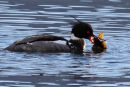 Red Breasted Merganser and Victim no 3...