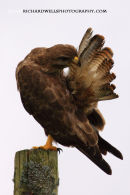 Grooming Buzzard