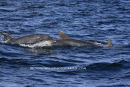 Bottlenose Dolphin group between Iona and Staffa