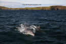 Bottlenose Crew charging towards the boat...