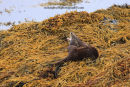 Otter relaxing....