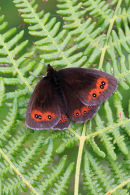 Scotch Argus