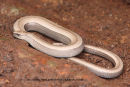 Slowworm