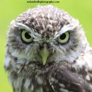 Little Owl