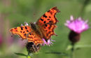 Comma