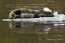 Bearded Seal, East Greenland