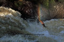 Rainbow...Salmon....