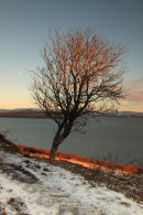 Sunlit Tree Drinan