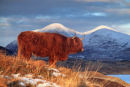 Hielan Coo, Drinan.
