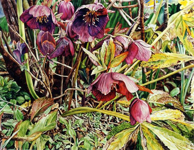 Ref.G10:Hellebores.