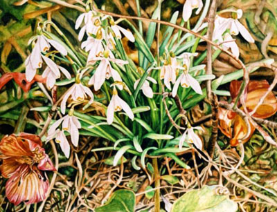 Ref.G16: Snowdrops.