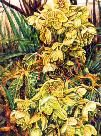 Ref:M01 Corsican hellebores