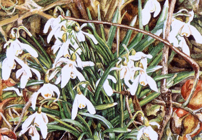 Ref M04: Snowdrops
