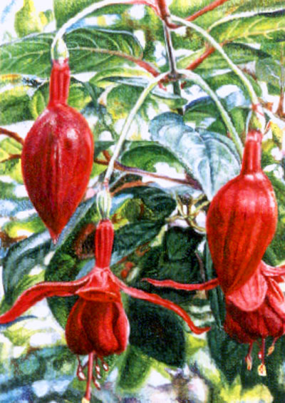 Ref M05: Fuschias
