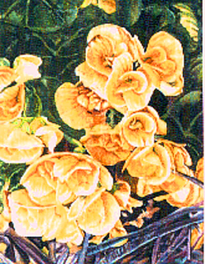 Ref.M09: Begonias