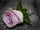 Wedding photographer in the Yorkshire district of Leeds.