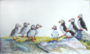 Puffins