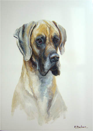Great Dane 