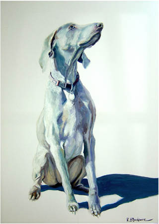 Weimaraner