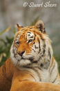 Zia, the Female Indian Tiger