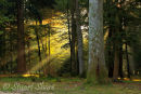 Rays of Light, New Forest