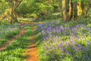 Bluebells at Borthwood