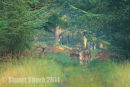 Fallow Does in the Forest