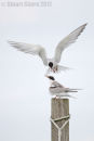 'Feeding Time'  Common Terns
