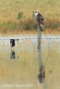 Osprey at Newtown