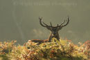Red Stag in the Mist