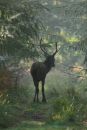 Red Stag in the Forest