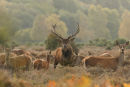Red Stag and Hinds