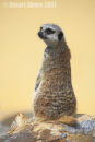 Meerkat (Suricata suricatta)