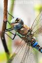 Hawker Dragonfly