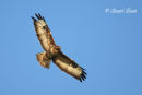 Common Buzzard