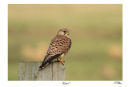 Kestrel