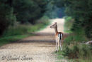 Young Fallow Doe in the New Forest