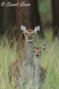 Sika Hinds in the New Forest